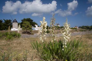 Images taken on the Ile de Noimoutier near the  Vende with clear blue skies and Mediteranean colours